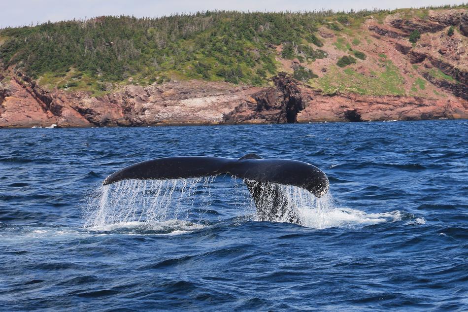 whale's tail in the water