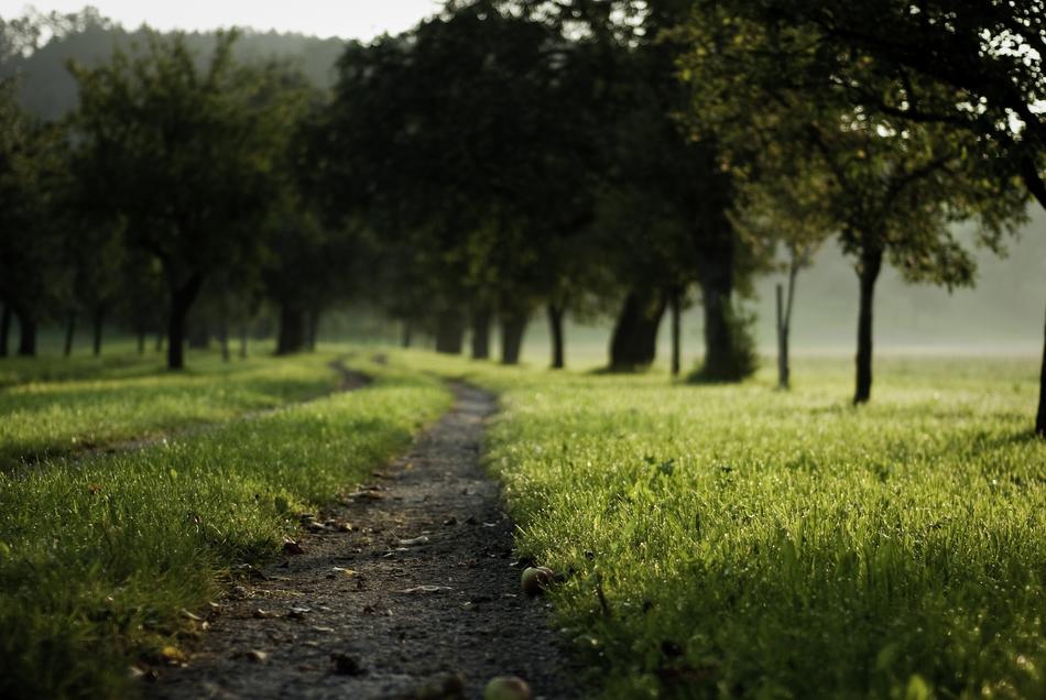 grass green trees