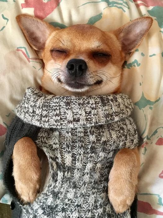 Dog chihuahua background