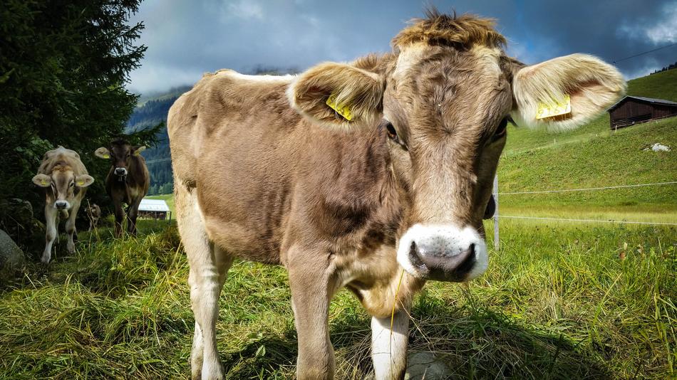 cow with flowers in the grass