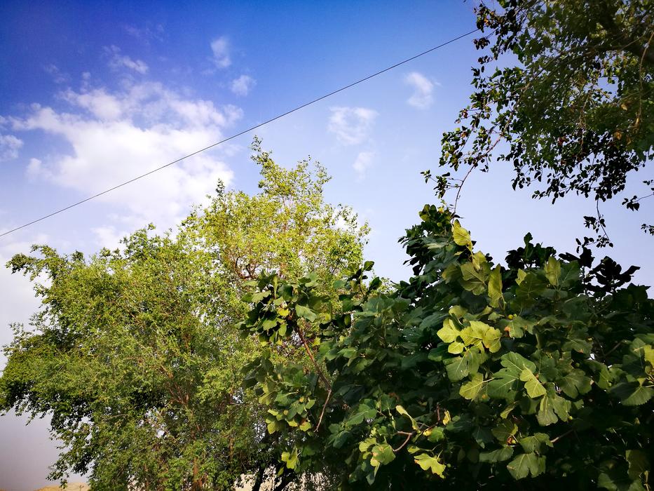 trees clouds green