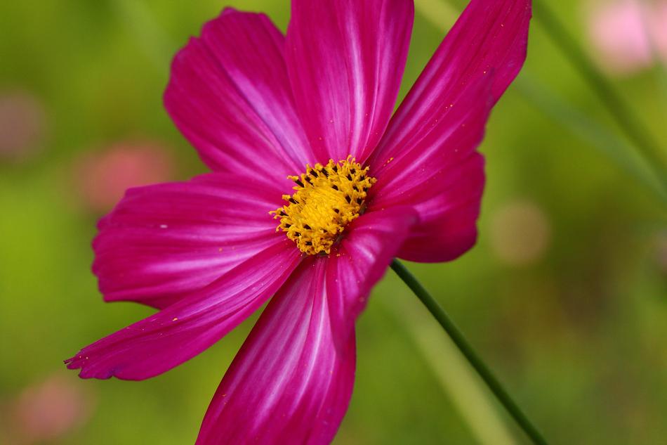 beautiful spring bud