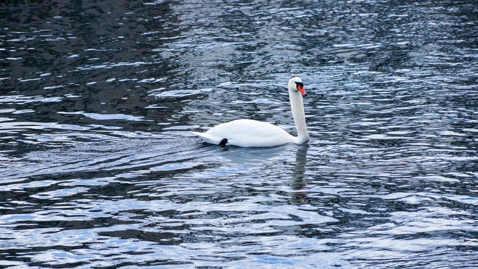 White duck in the lake landscape