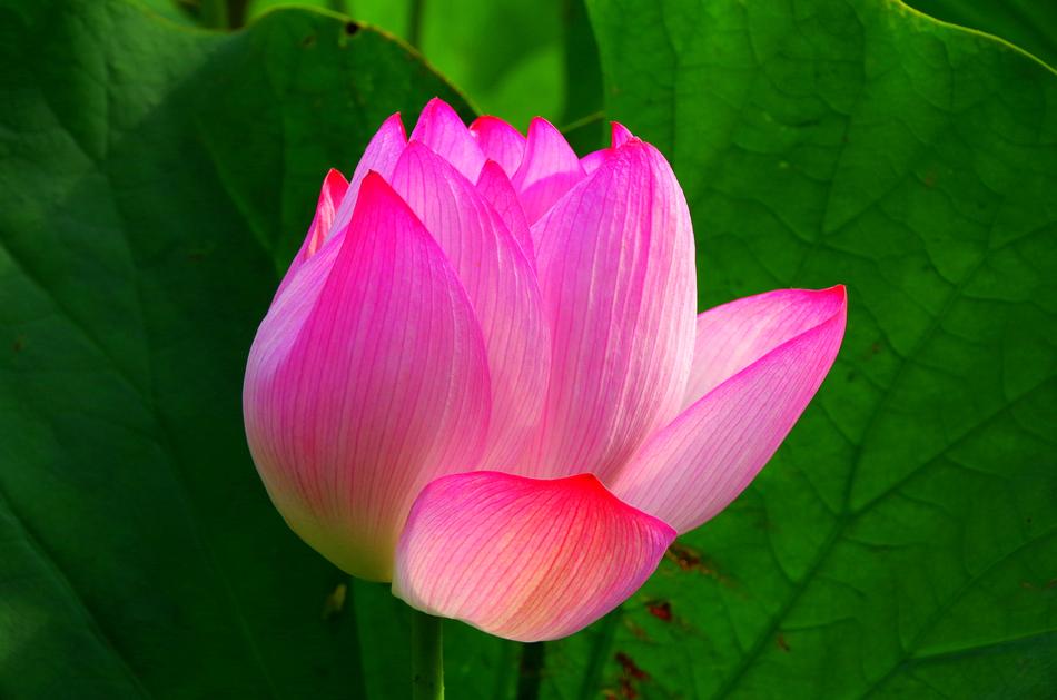 Lotus green pink spring