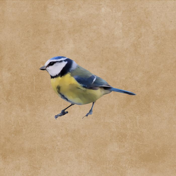 drawn blue tit on vintage paper