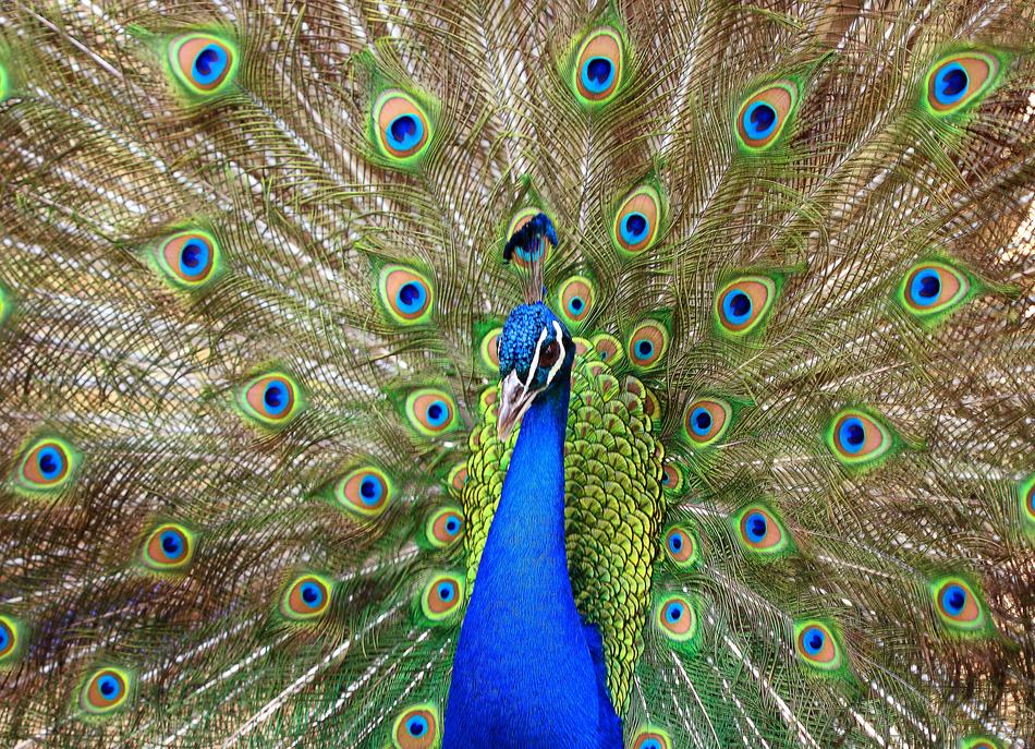 peacock's tail is colored