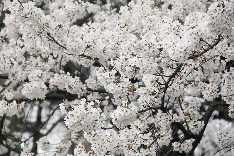 white flowers with trees garden