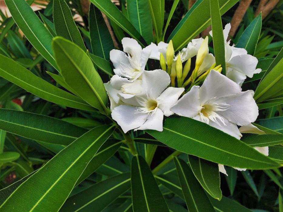 white flowers on a green background