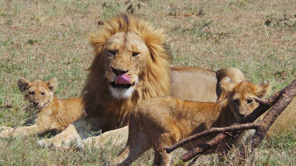 Africa wild animals