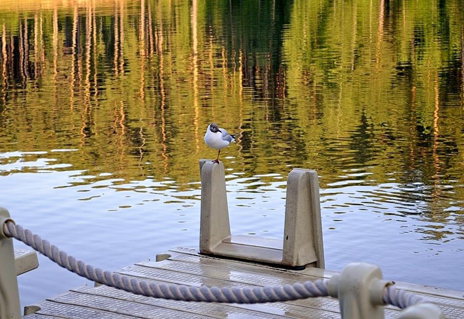 Bridge bird water green