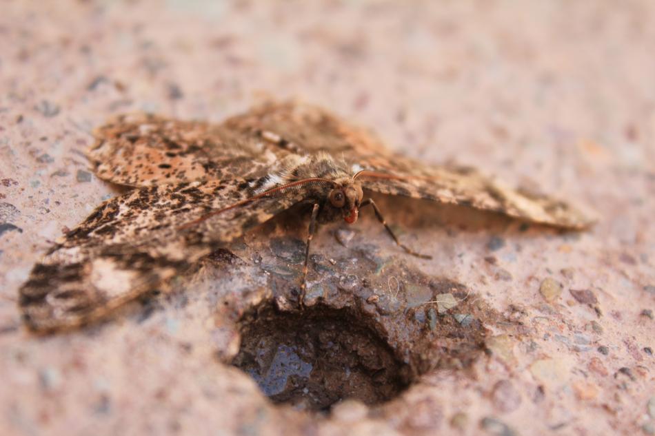 butterfly masonry lake hole