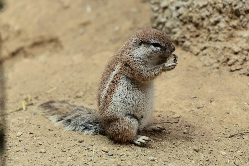 squirrel eats a nut honey