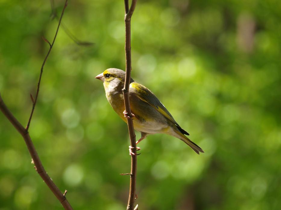 greenfinch sitting on a tree branch
