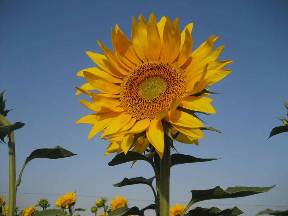 sunflower blue sky green stem