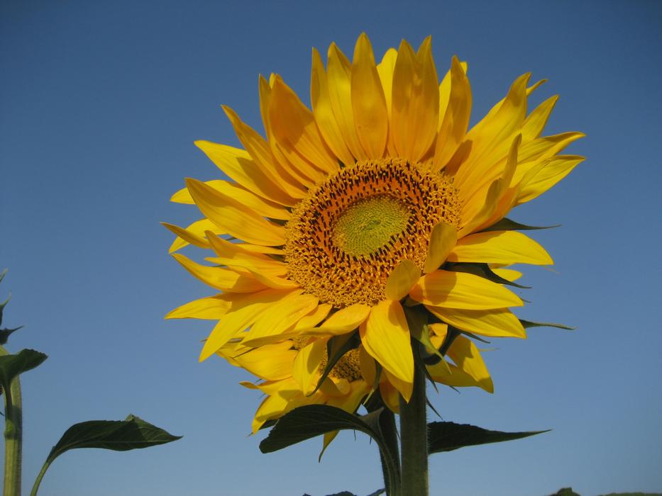 A beautiful flower in the blue sky
