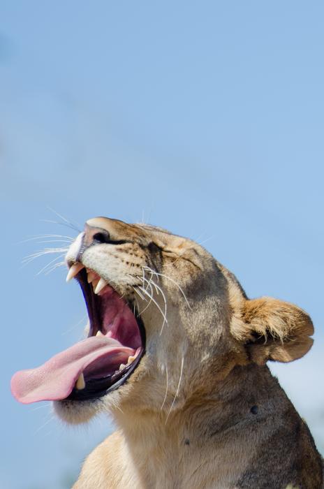 head of Lioness with wide open mouth at Blue Sky