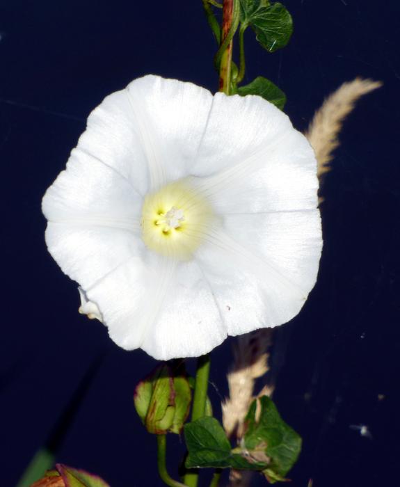 wild white flower