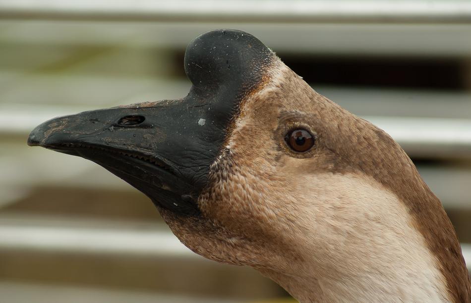 a duck with a big black beak