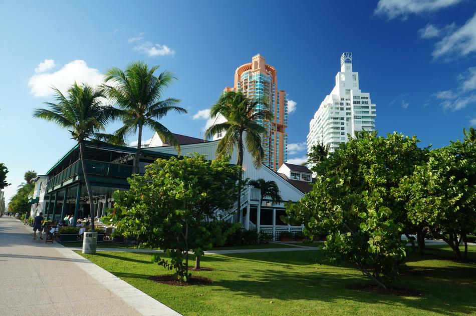 Miami city palm trees view