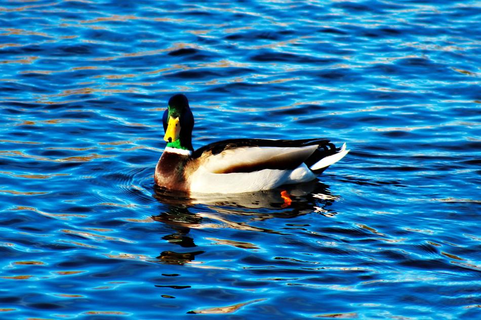 green duck in blue water