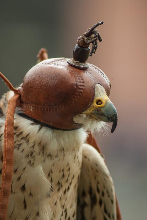 The masked bird