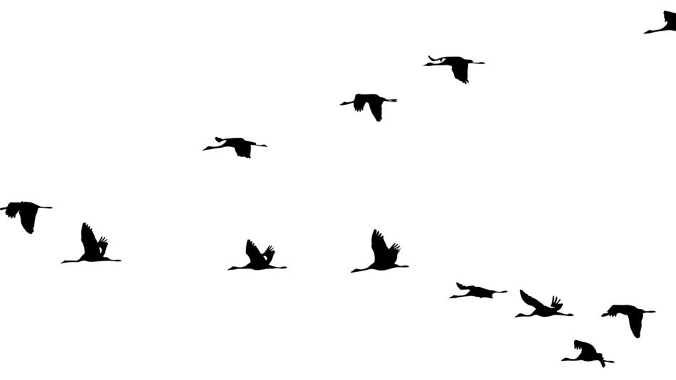 a flock of birds in the white sky
