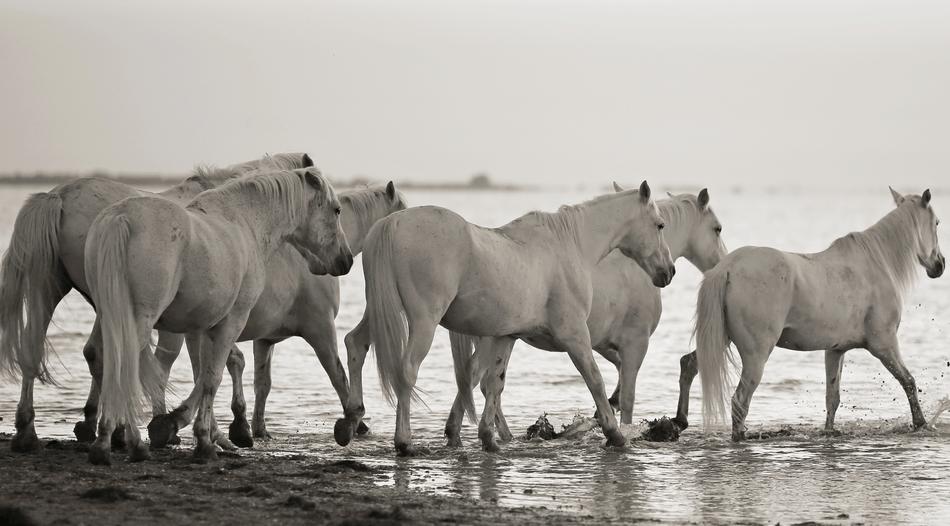 A pack of horses walks on the water
