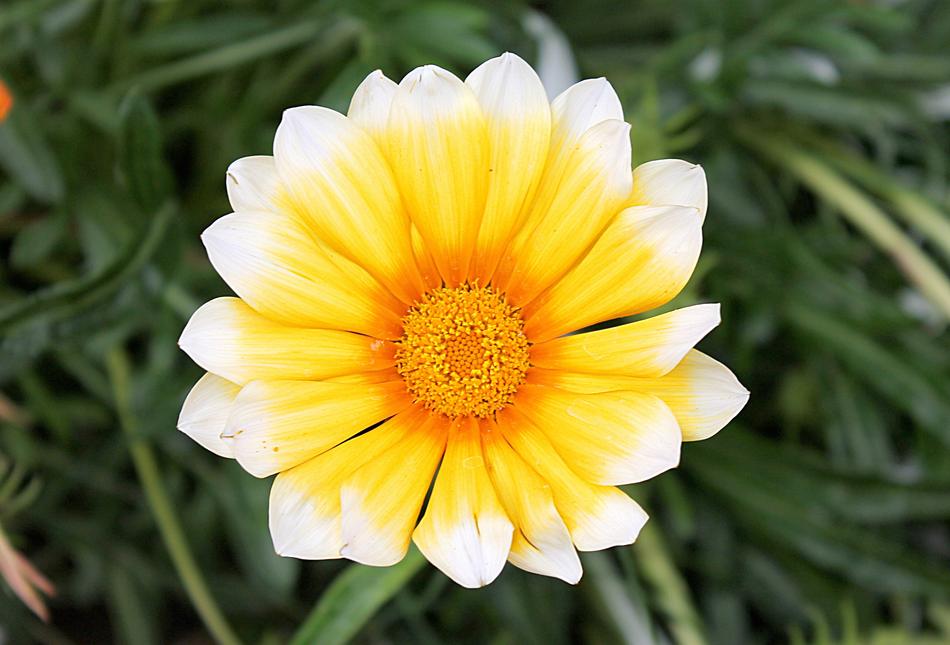 a yellow flower on a green grass
