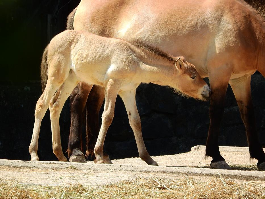 A little horse with its mother