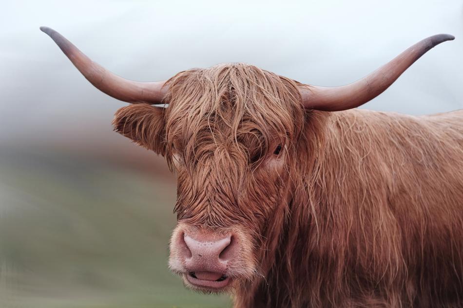 big wild bull brown