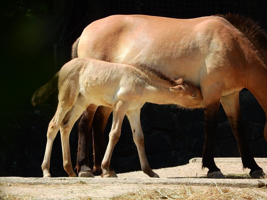A child with his mother wild horses