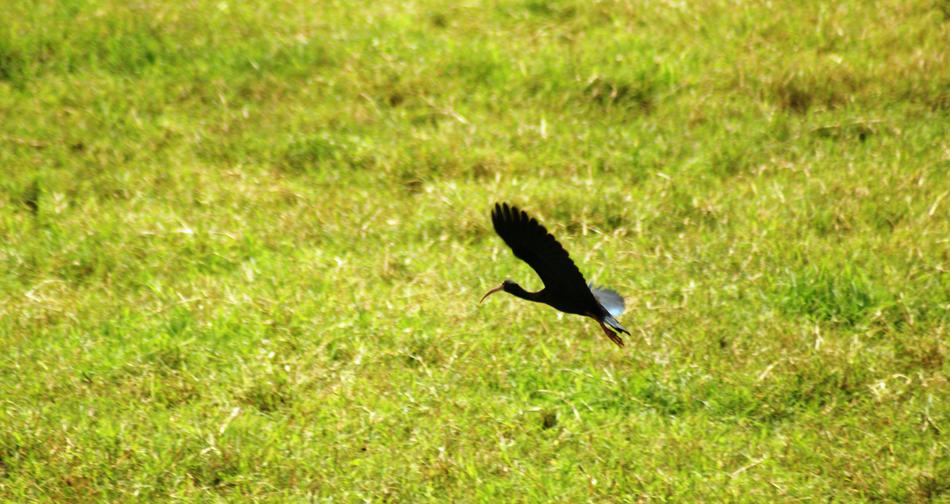 flying bird in the field