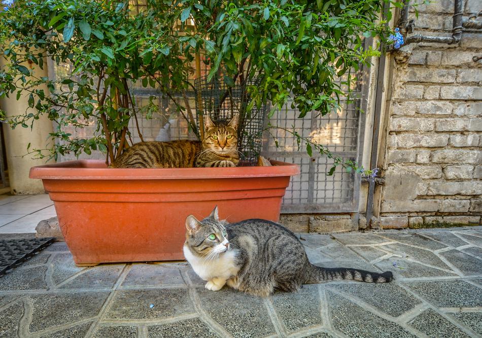 cat on torre argentina in rome