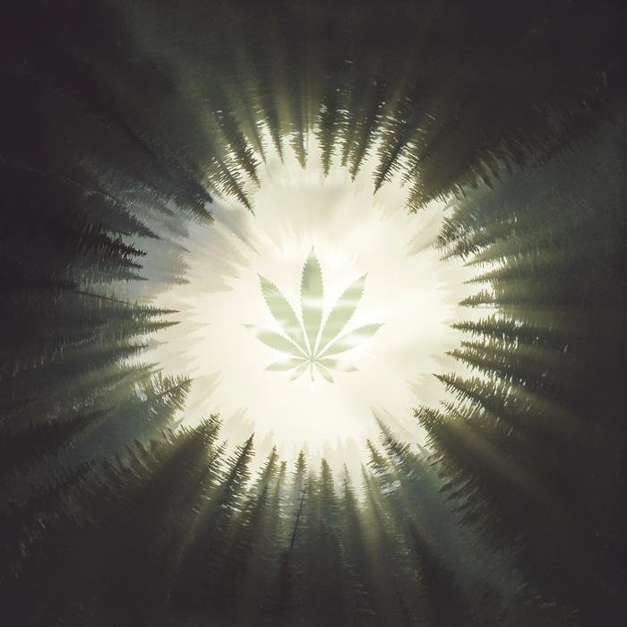 light grass far away forest
