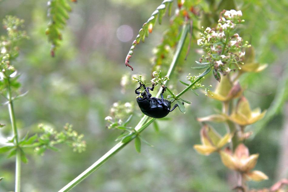 Black beetle on the colorful and beautiful plant