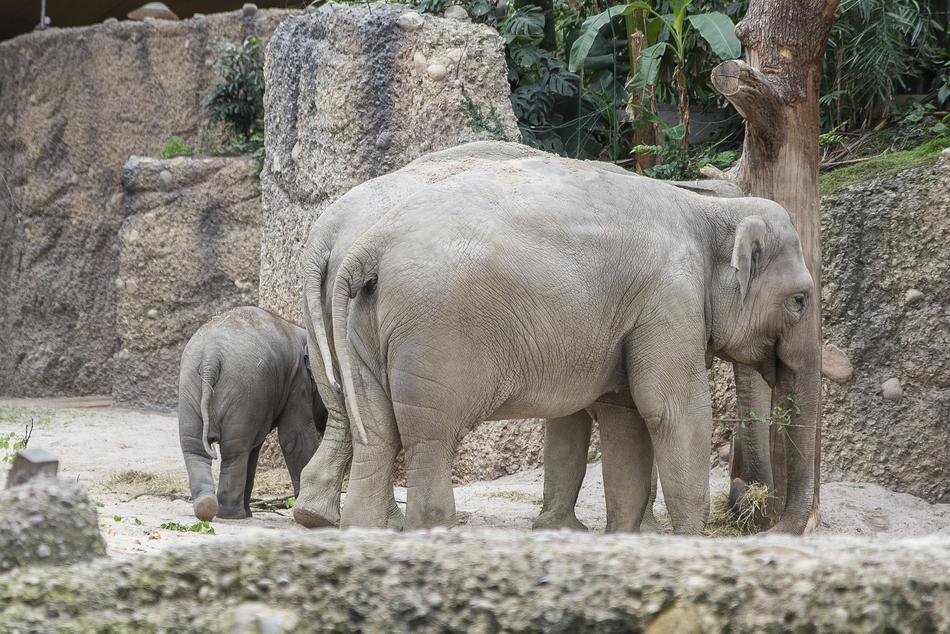 elephants in the zoo on safari