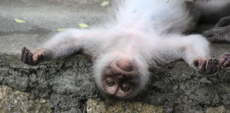 the monkey is lying down to rest