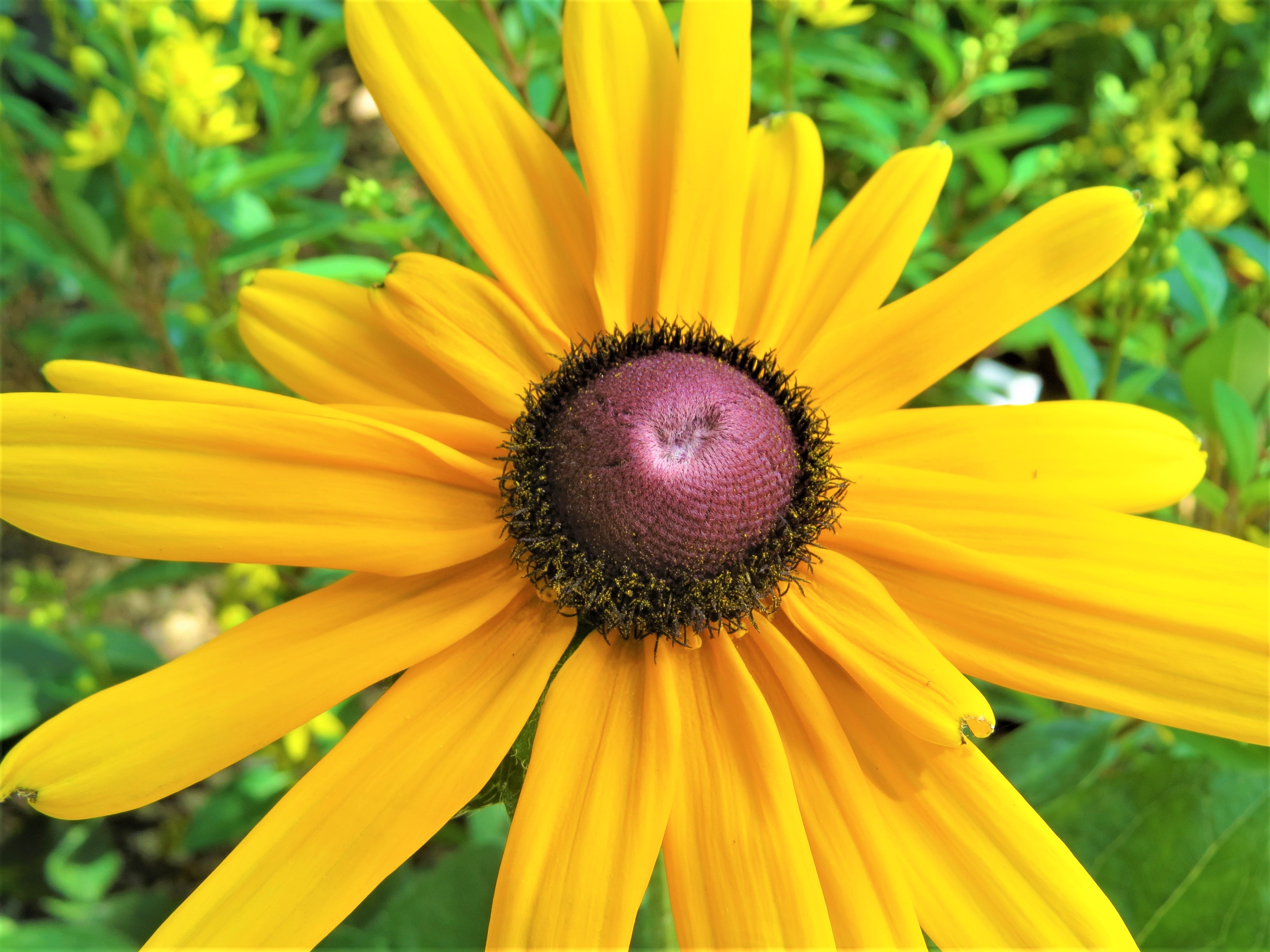 Flower Daisy Yellow free image download