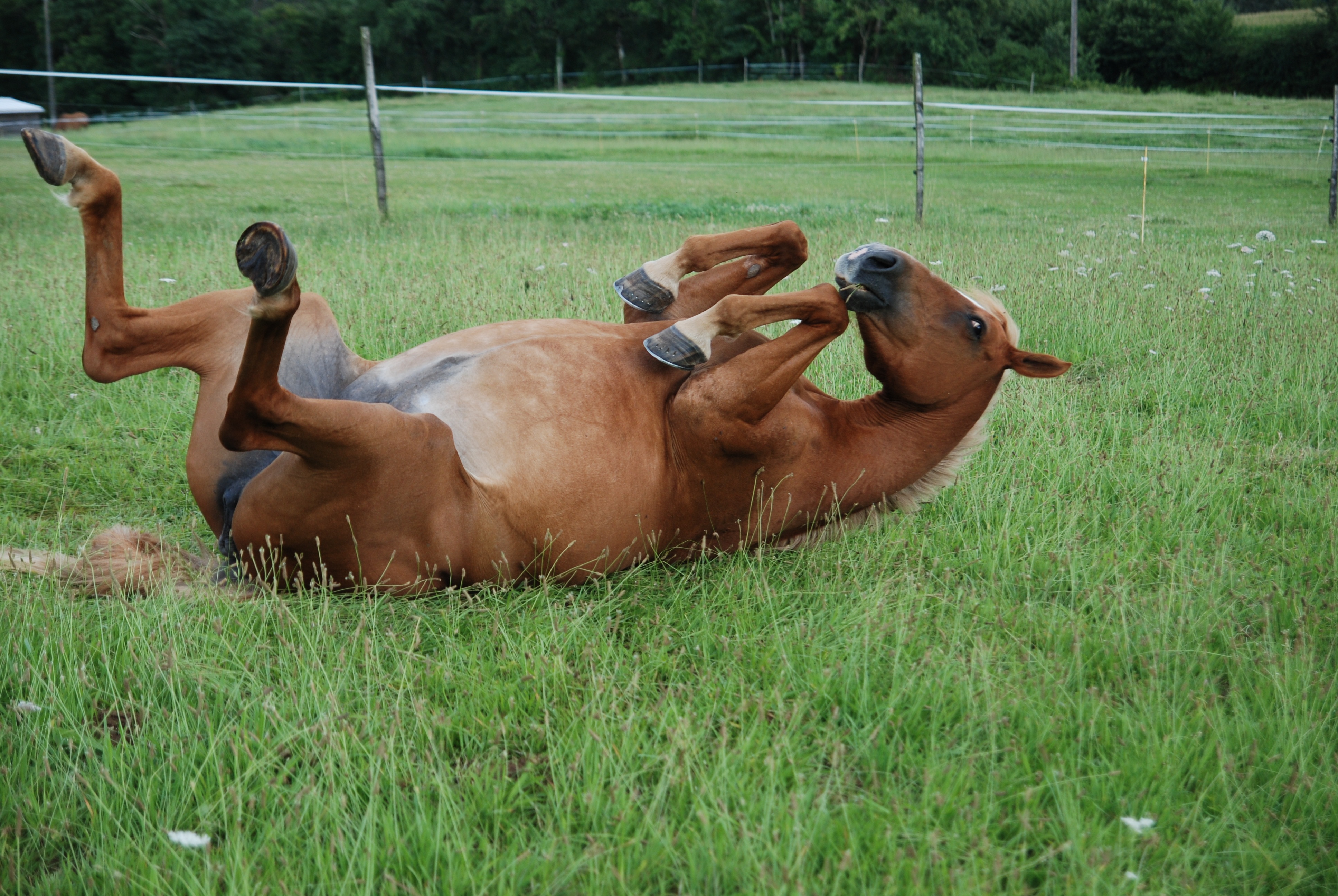 Horse Screwing Women