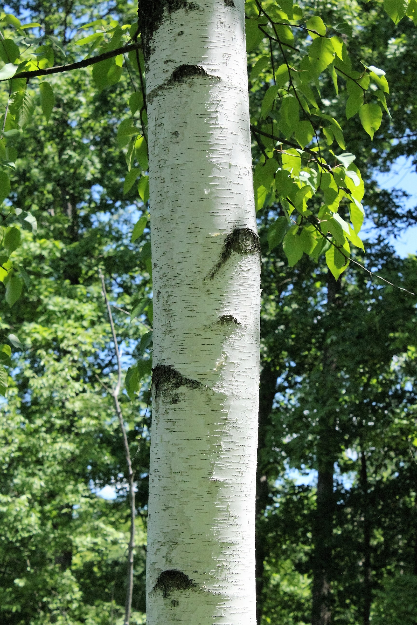 Paper Birch free image download