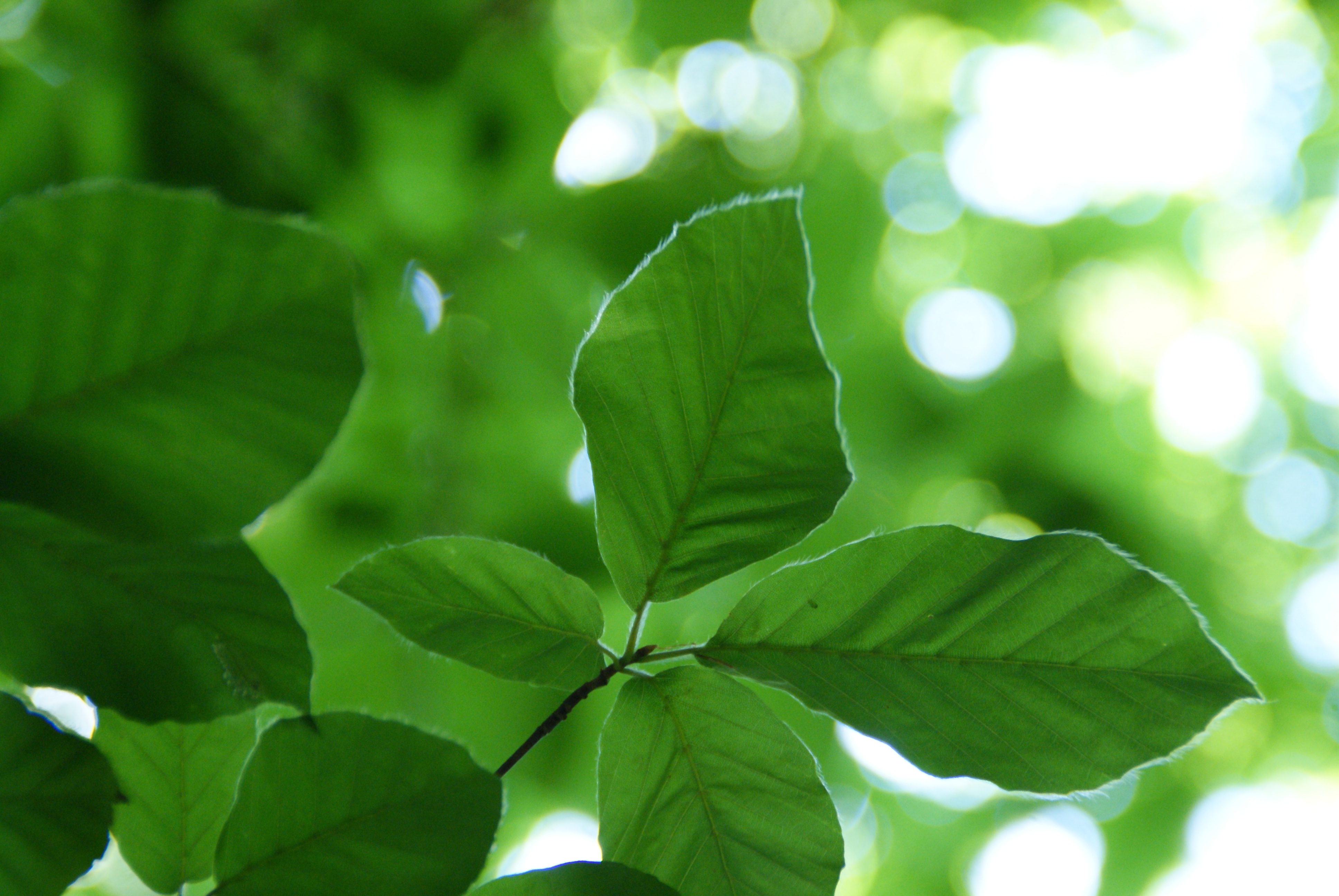Зеленые листья ши