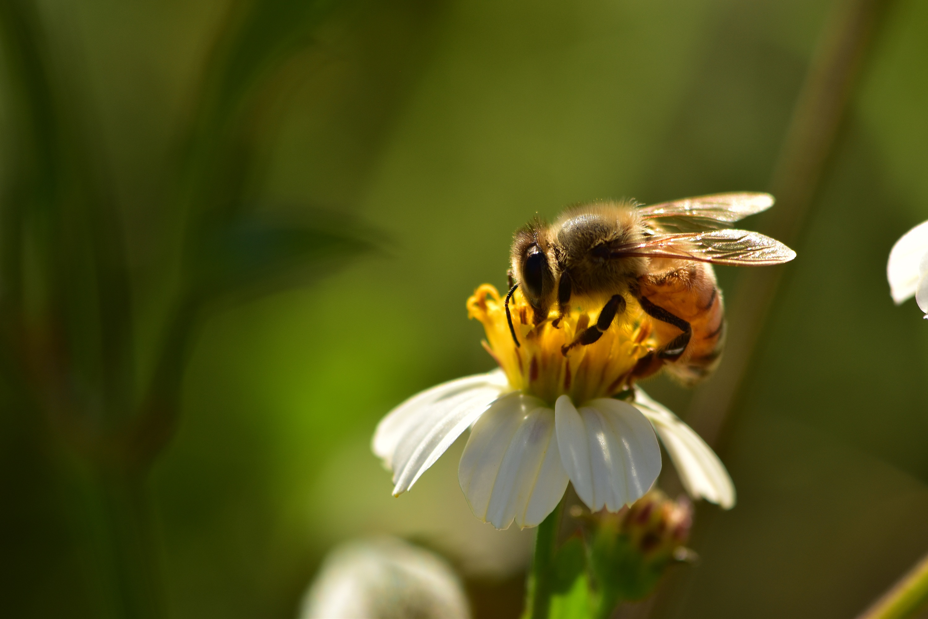 Insects Bees Wildflowers free image download