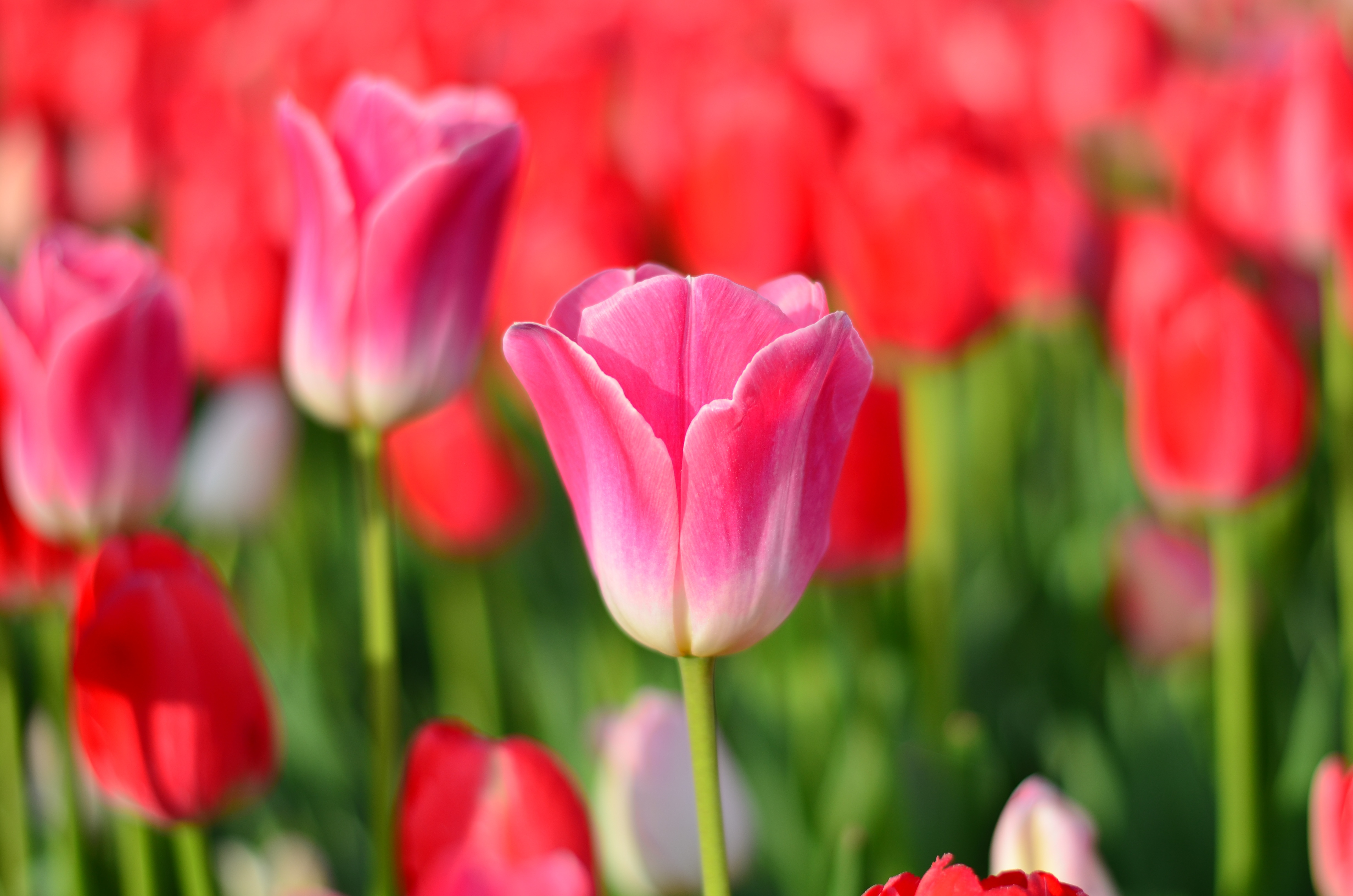 Tulips Red Macro Vivid Free Image Download