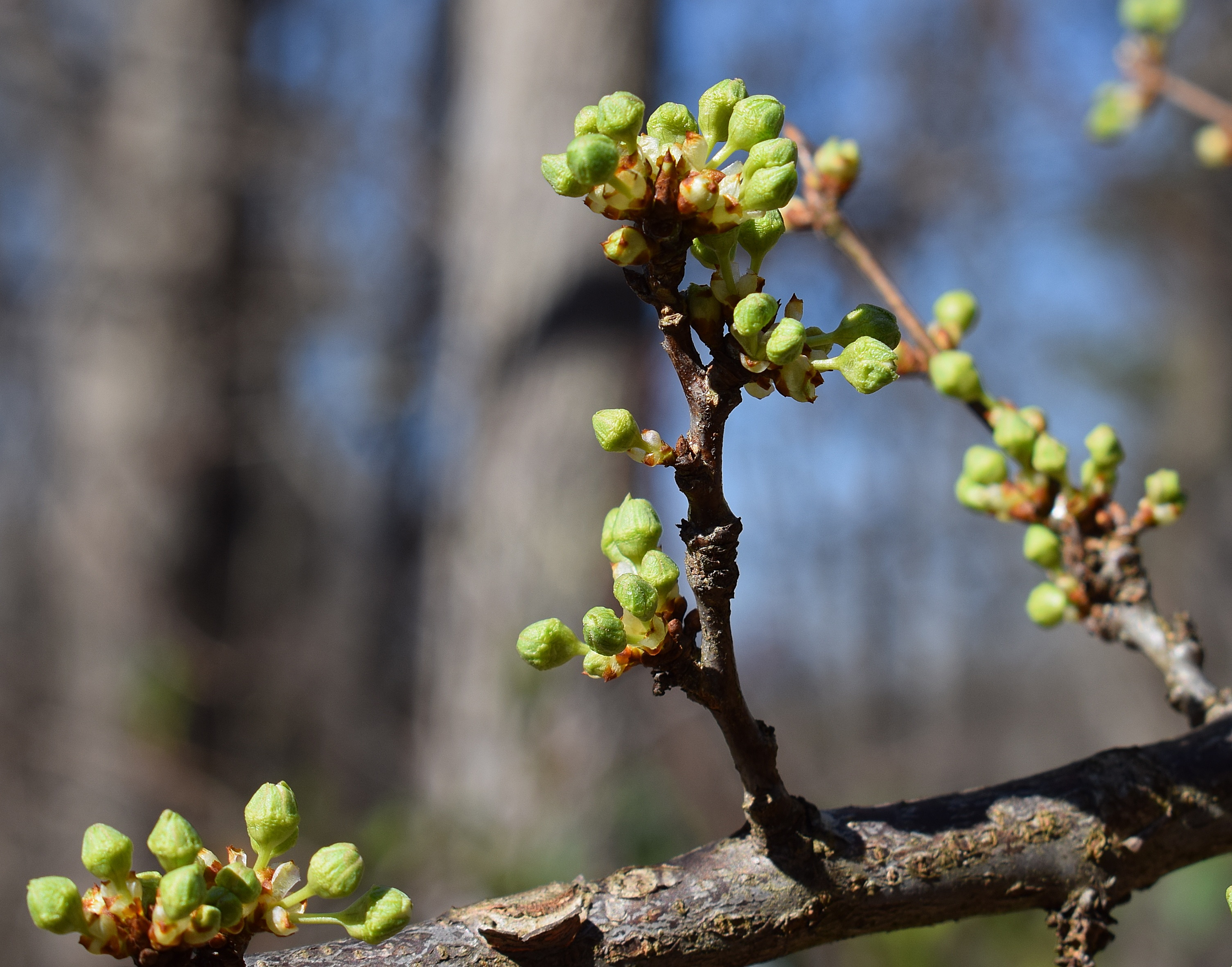 Cherry Blossom Buds Bud free image download