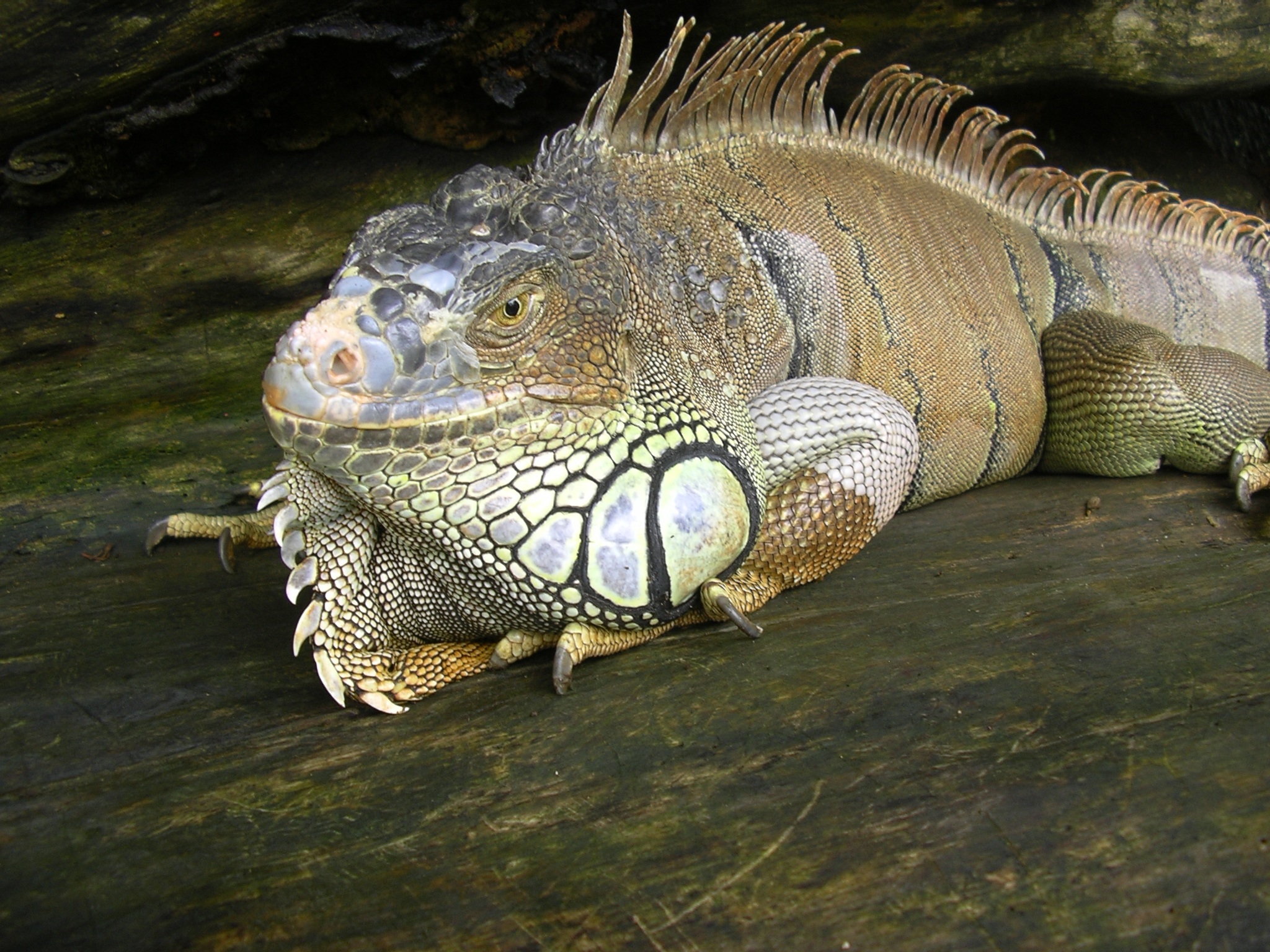 Green Iguana Lizard free image download