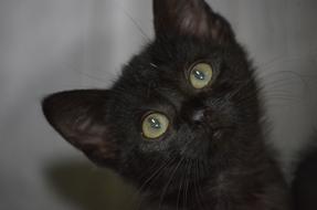 Cat Black Animal