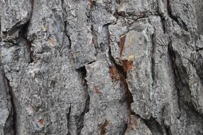 pine bark close up
