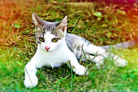 Cat white Green grass