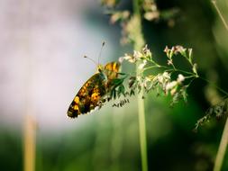 Butterfly on grass inflorescence, blur background