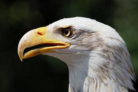 White Tailed Eagle, head portrait